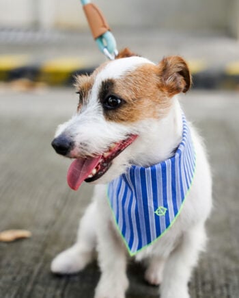 Chirro Bandana